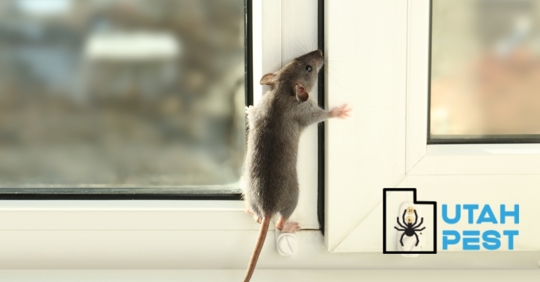 A small mouse stands on its hind legs at a white window frame.
