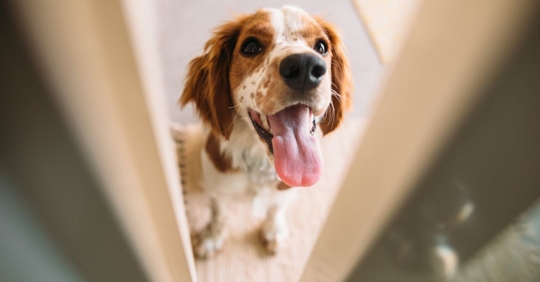 dog at door