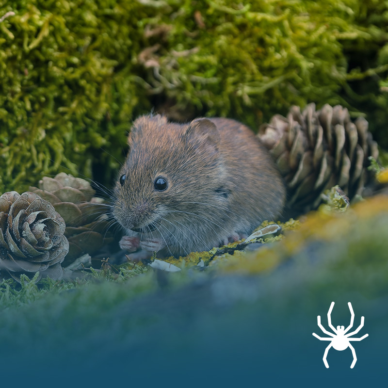 Gopher & Vole Control