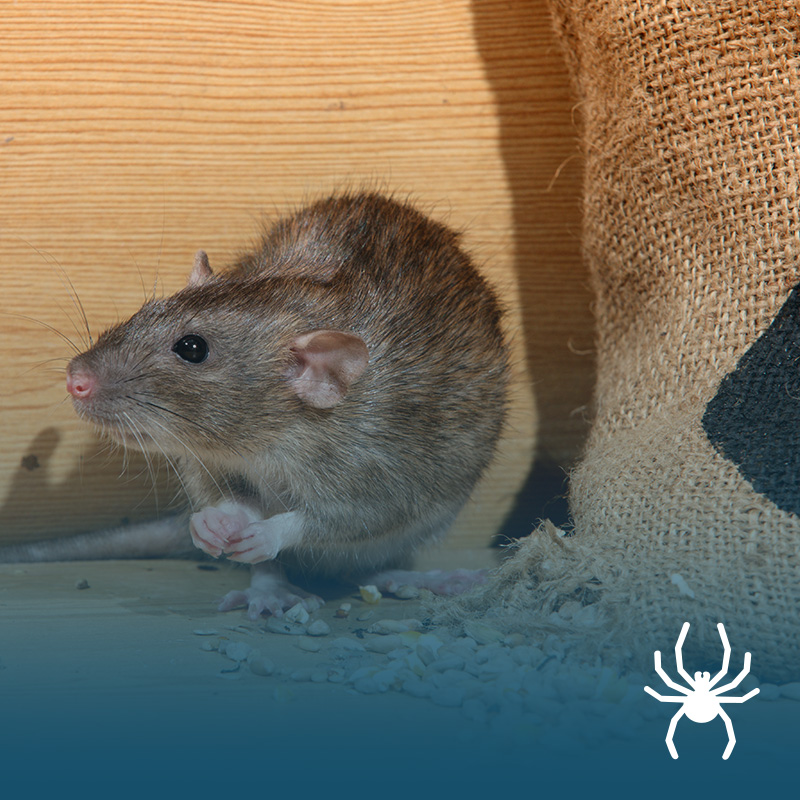 Mice & Rat Control